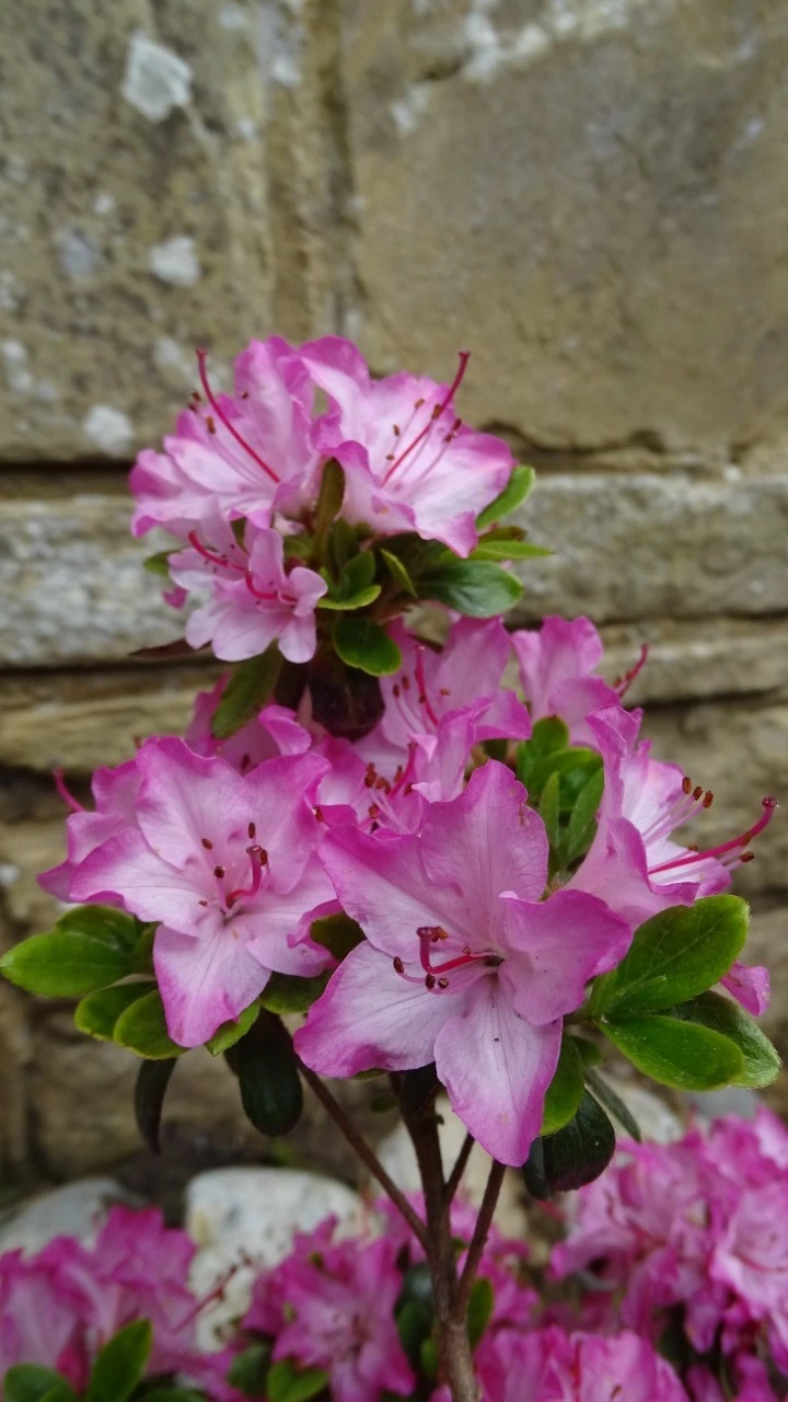 'Komo Kulshan'